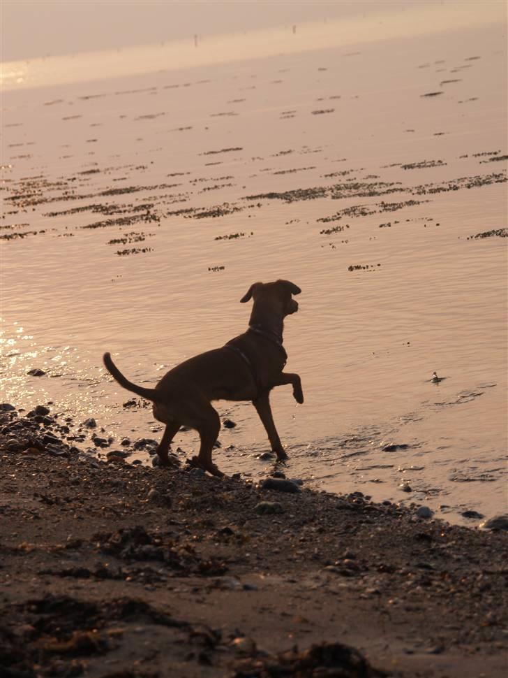 Blanding af racer Freyja - Freyja ved stranden i solnedgangen.  billede 18