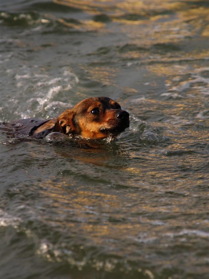 Blanding af racer Freyja - Min lille odder (o; billede 19
