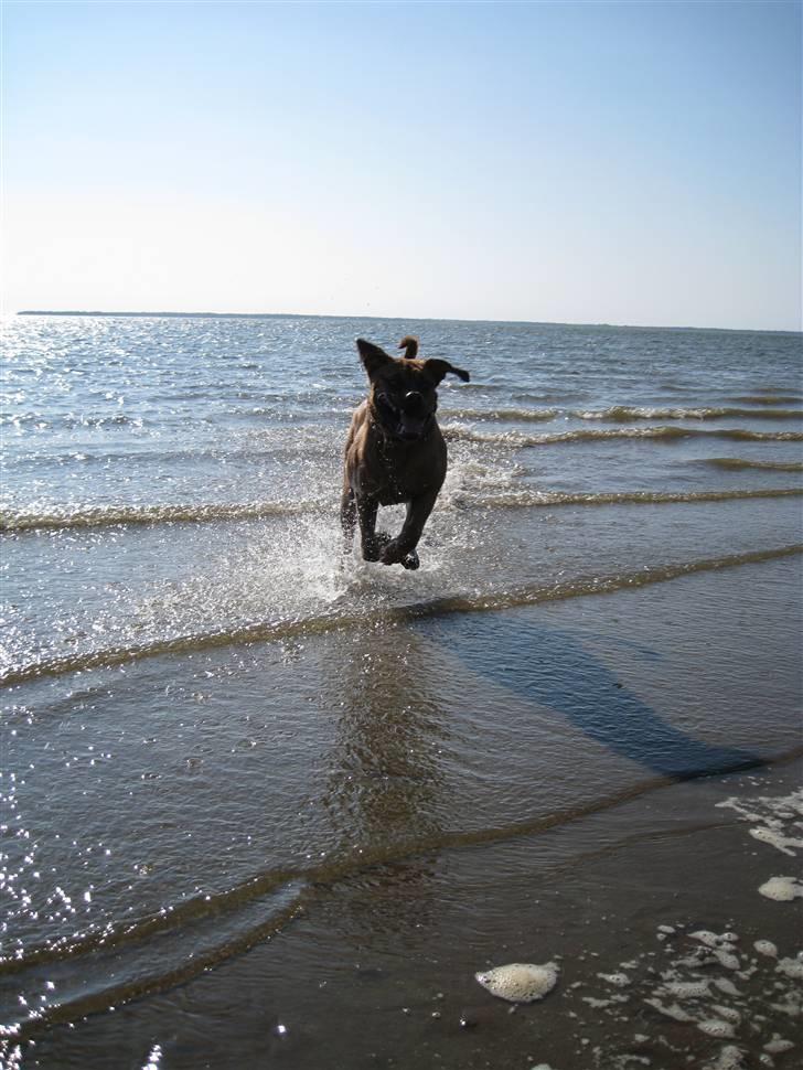 Dogue de bordeaux Kenzo billede 16