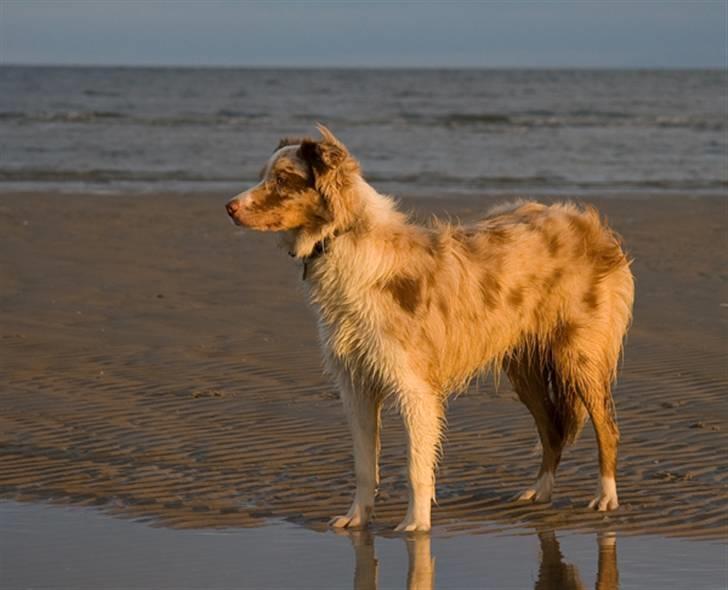 Border collie Gjerulff BS After Eight billede 16
