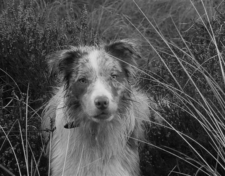 Border collie Gjerulff BS After Eight billede 17