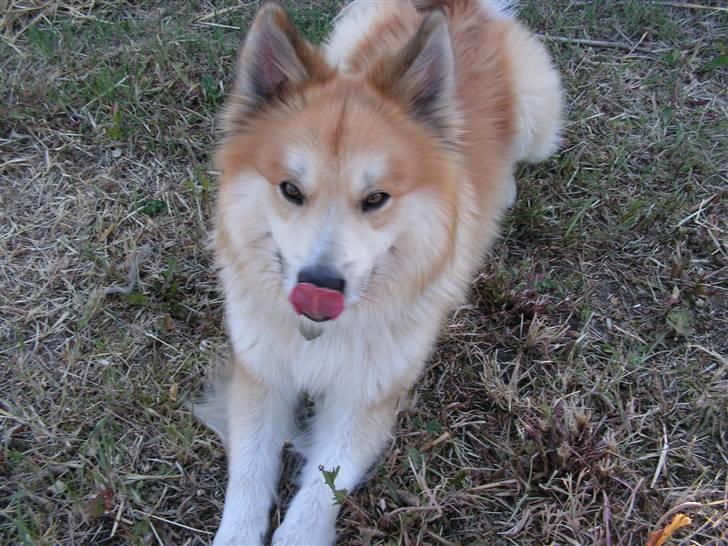 Islandsk fårehund Baldur - Se hvad jeg kan billede 8