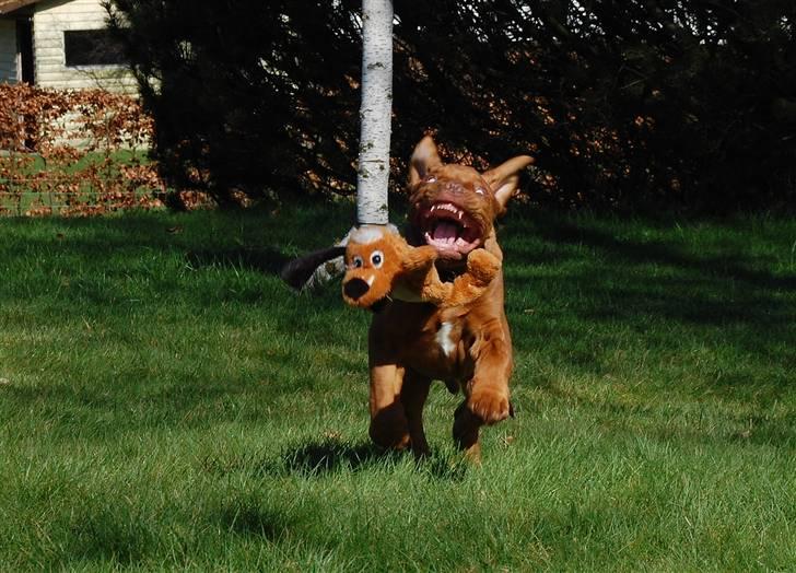 Dogue de bordeaux Deezel R.I.P billede 17
