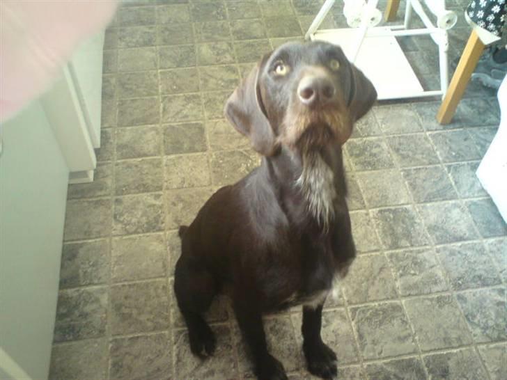 Langhåret hønsehund rokco<3 R.I.P. ;'( - gi miq nu den god bid nu har jeq sidet stille længe nok xD <3 billede 12