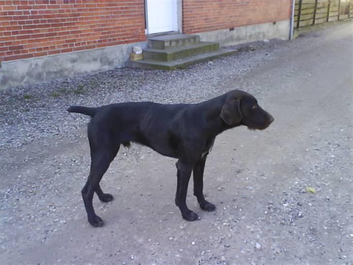 Langhåret hønsehund rokco<3 R.I.P. ;'( - flot billed a ham ;D <3 billede 13