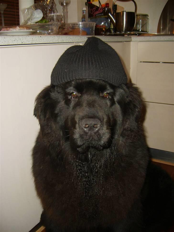 Newfoundlænder Møffe - Hvorfor skal det altid gå ud over mig billede 2