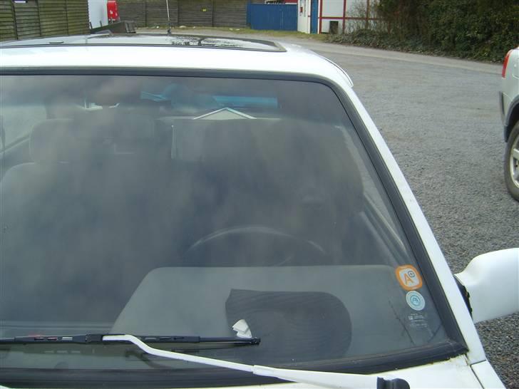 Newfoundlænder Møffe - Hvornår skal jeg kører  billede 3