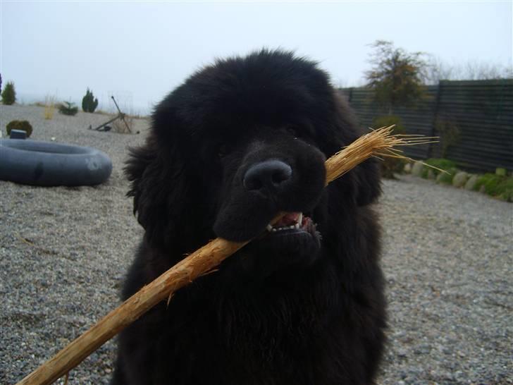 Newfoundlænder Møffe billede 4