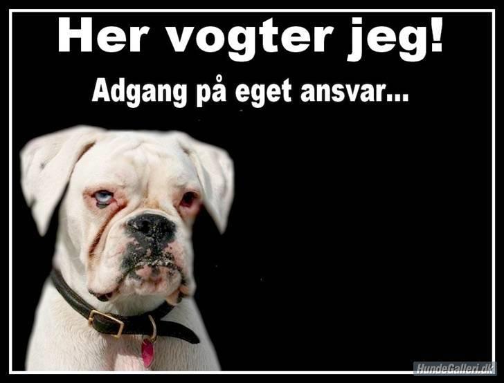 Boxer †Bianca "Tøsen"† - Her vogter jeg skilt som suzanne har lavet <3 billede 17