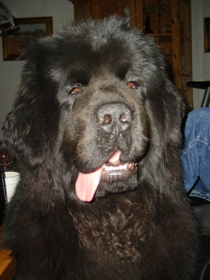 Newfoundlænder Møffe - Moar siger jeg ligner en lille hjerneblødning ,men hva er hjerne billede 5