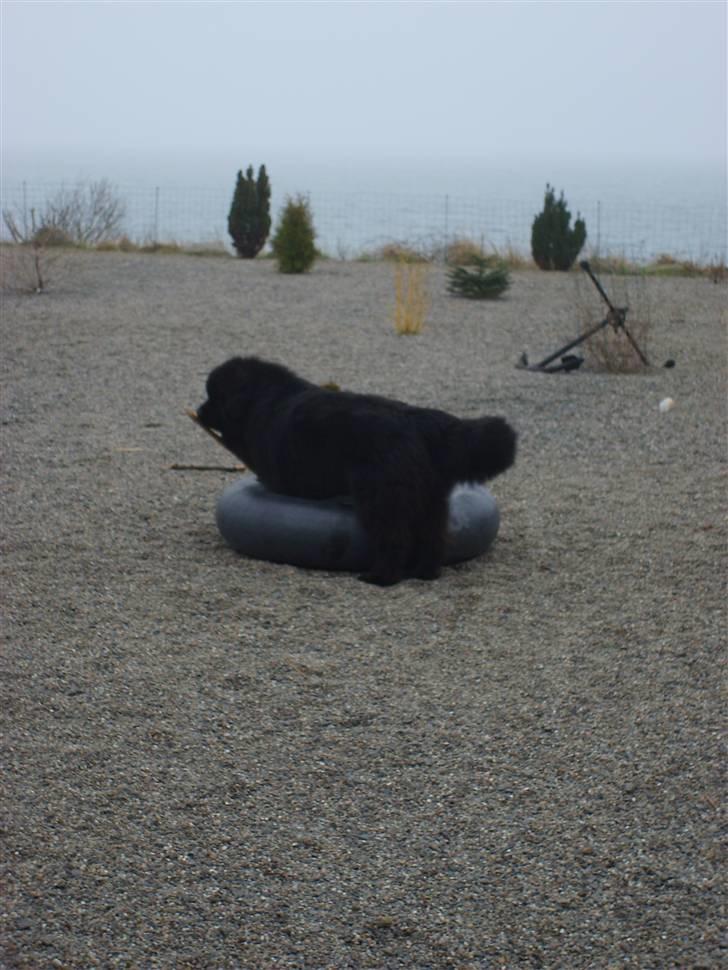 Newfoundlænder Møffe - Jeg skal nok klare den  billede 6