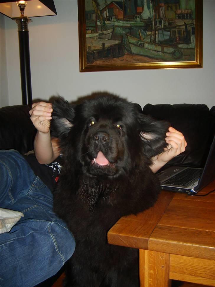 Newfoundlænder Møffe - Mig flyveører niks billede 7