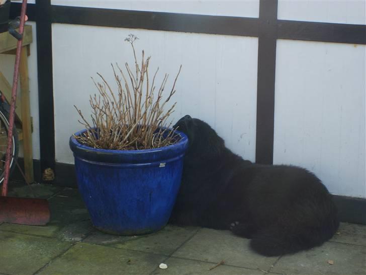 Newfoundlænder Møffe - Tandstikkerne lige ved  billede 8