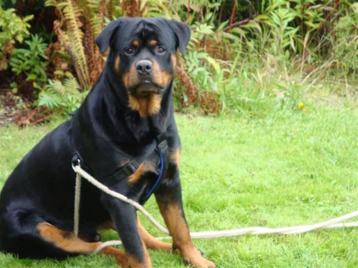 Rottweiler Cæsar - Cæesar 1 år billede 1