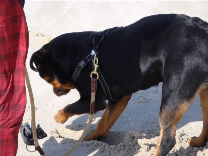 Rottweiler Cæsar - Cæesar 10 mdr billede 2