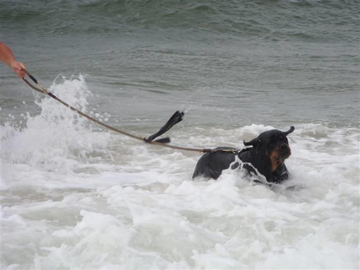 Rottweiler Cæsar - Cæsar nyder vand billede 3