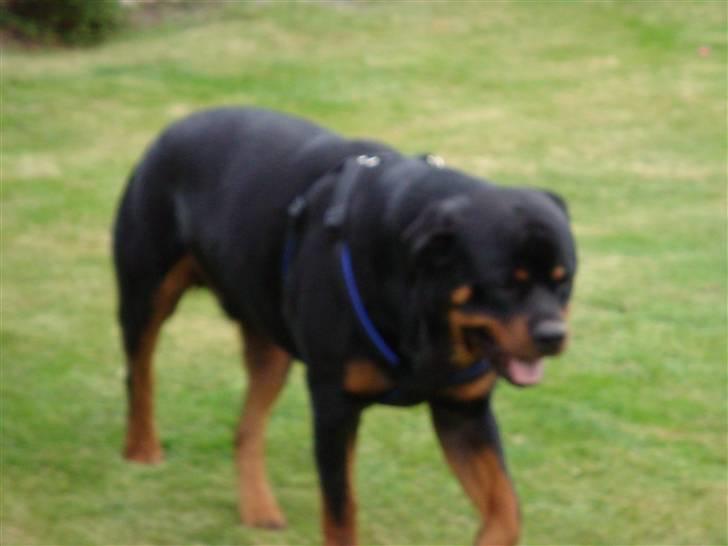 Rottweiler Cæsar - Cæesar 1 år billede 4