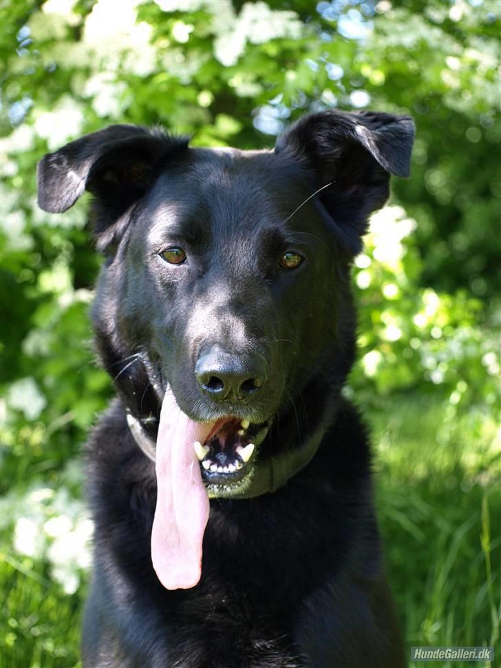 Blanding af racer Keiko R.I.P - Velkommen til Keiko´s Profil :) billede 1