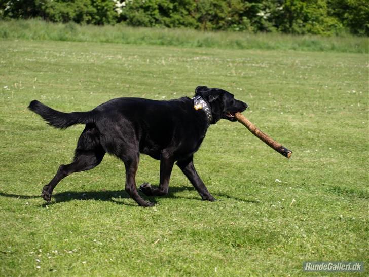 Blanding af racer Keiko R.I.P - Fordi du eeelsker pinde billede 2