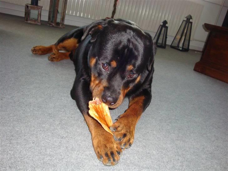 Rottweiler Cæsar - Elsker grisse øre billede 5