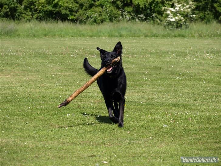 Blanding af racer Keiko R.I.P - fordi du er en schæfer blandning billede 3