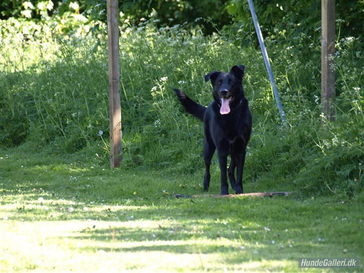 Blanding af racer Keiko R.I.P - Fordi Du er smuk billede 4