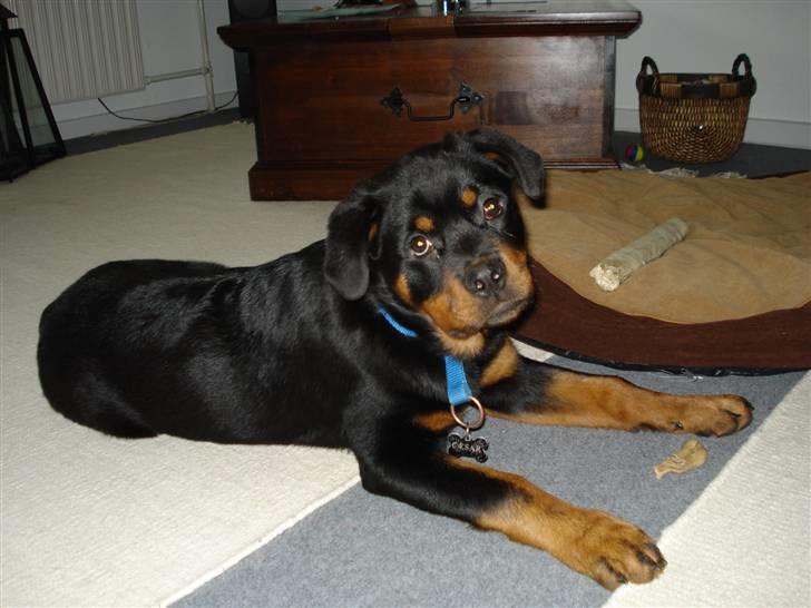 Rottweiler Cæsar billede 6