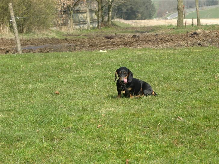 Gravhund Rita med hvalpe - hihii se hendes mund billede 8