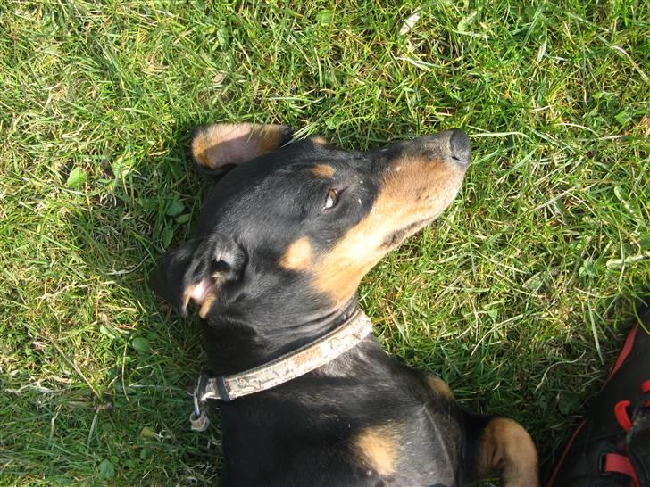 Gravhund Rita med hvalpe billede 9