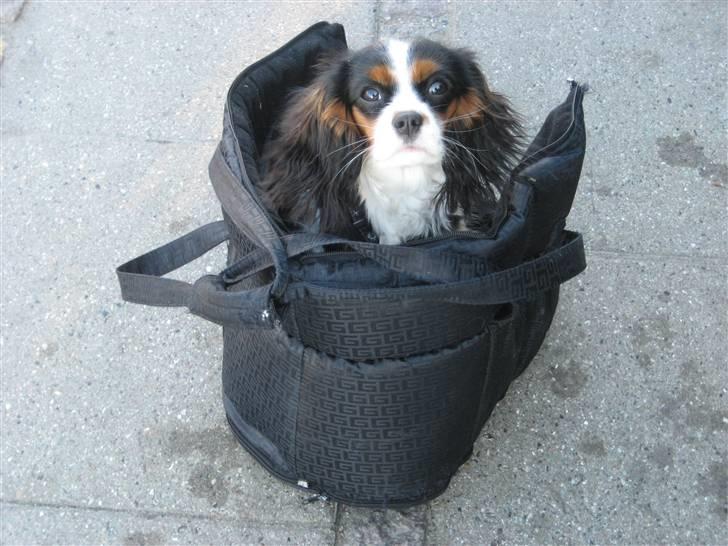 Cavalier king charles spaniel aZalias Super Karla billede 9