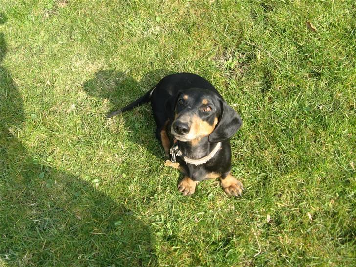 Gravhund Rita med hvalpe billede 10