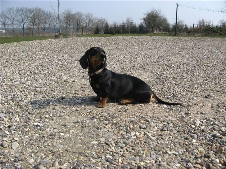 Gravhund Rita med hvalpe - lidt kongelig er man vel billede 11