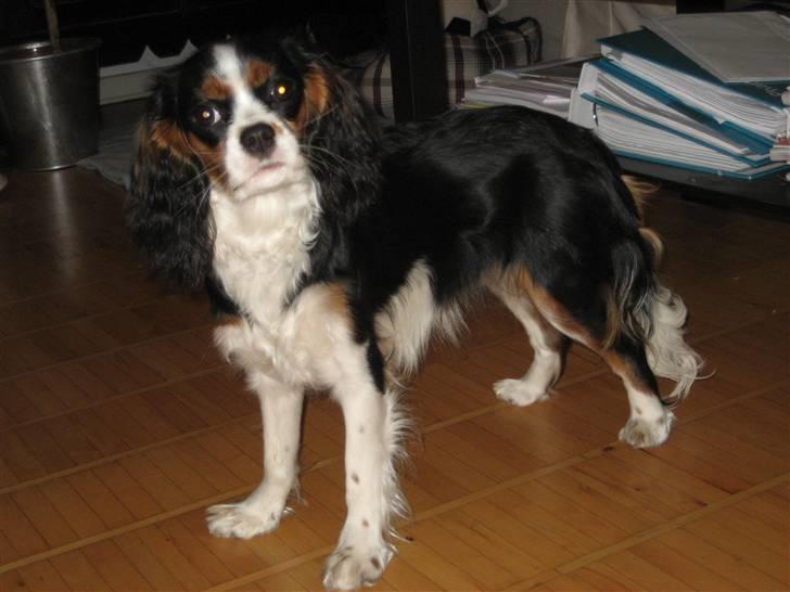 Cavalier king charles spaniel aZalias Super Karla billede 10