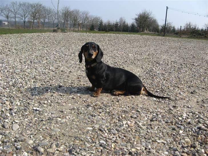 Gravhund Rita med hvalpe billede 12