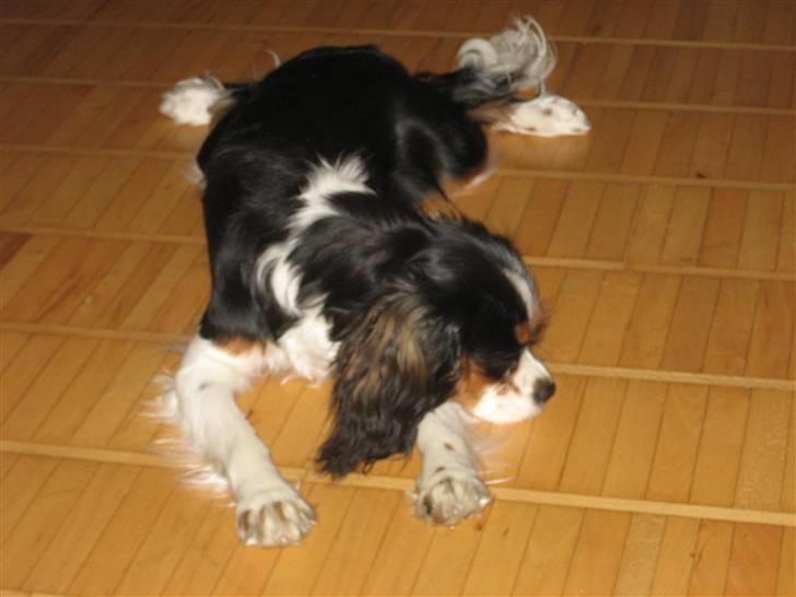 Cavalier king charles spaniel aZalias Super Karla billede 11