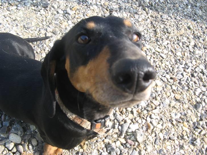 Gravhund Rita med hvalpe billede 13