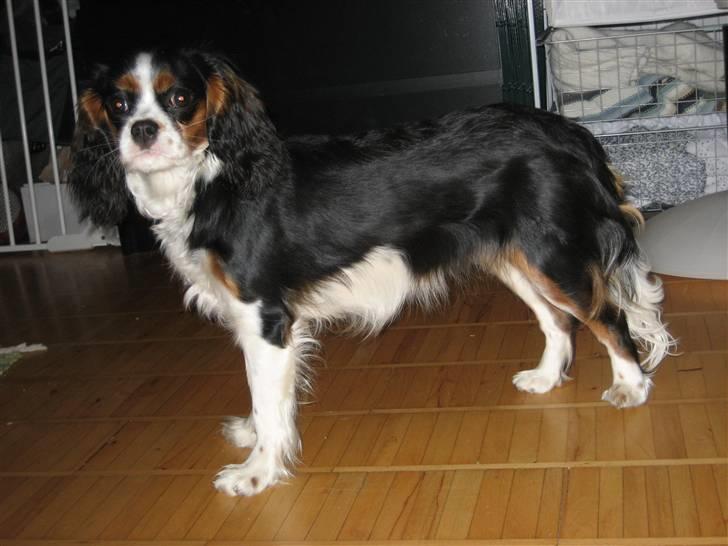 Cavalier king charles spaniel aZalias Super Karla billede 12