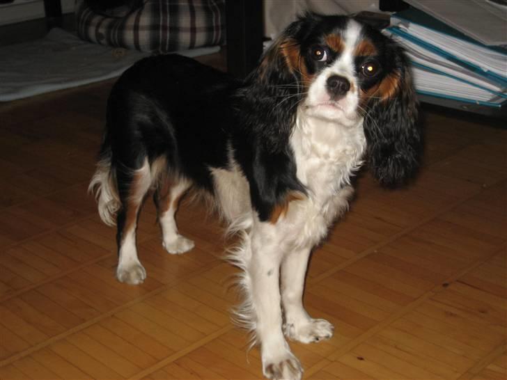 Cavalier king charles spaniel aZalias Super Karla billede 13