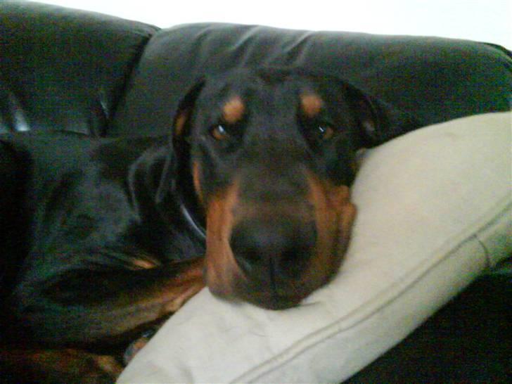 Dobermann Cæsar billede 15