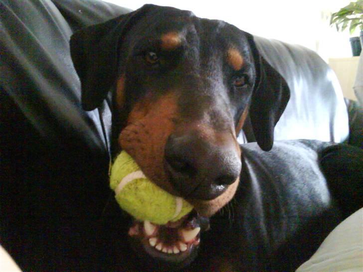Dobermann Cæsar billede 16
