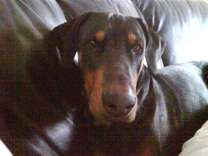 Dobermann Cæsar billede 17