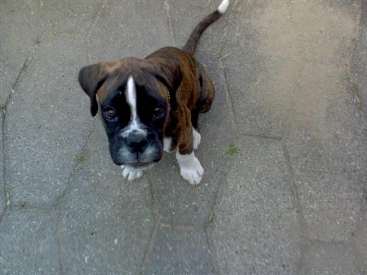 Boxer Gabby billede 20