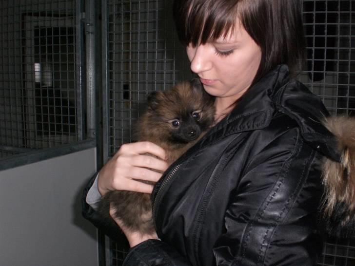 Pomeranian Soffie - 7 uger billede 10