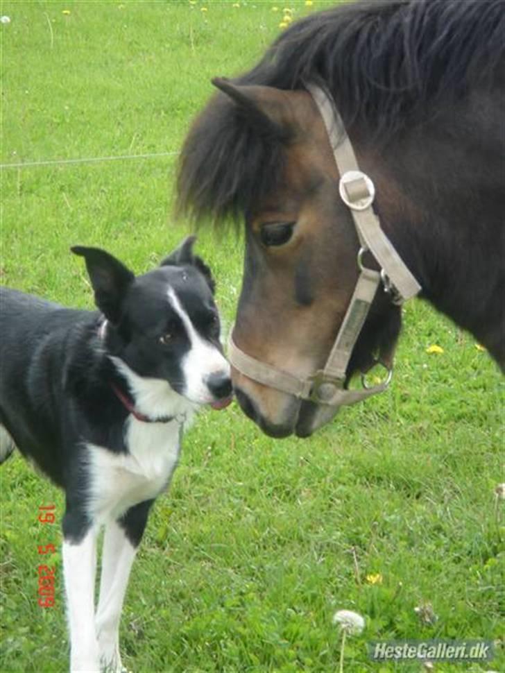 Border collie Spot - R.I.P 18/5 2010 - 18. Spot og Findus billede 19