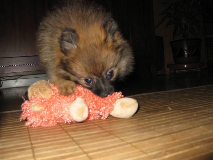 Pomeranian Soffie - 10 uger - Fået nyt legetøj billede 11