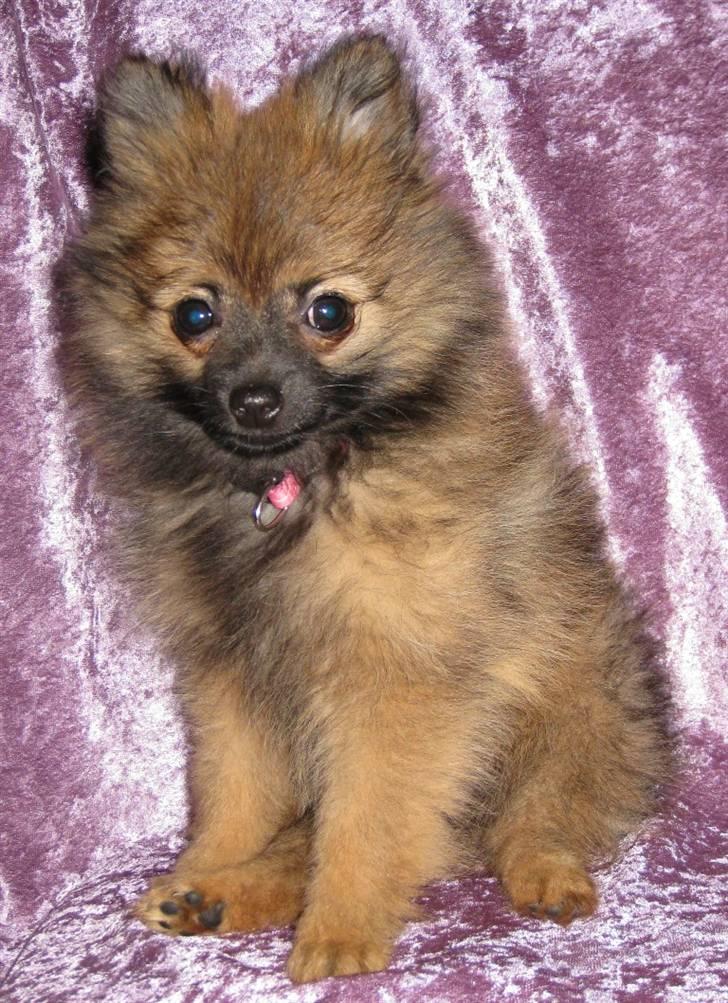 Pomeranian Soffie - 11 uger billede 12