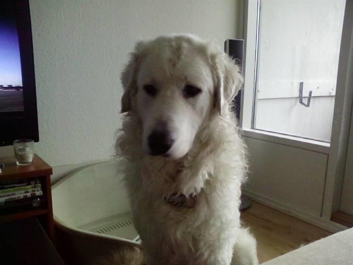 Kuvasz Cimbora Cinkos (Solgt) billede 1