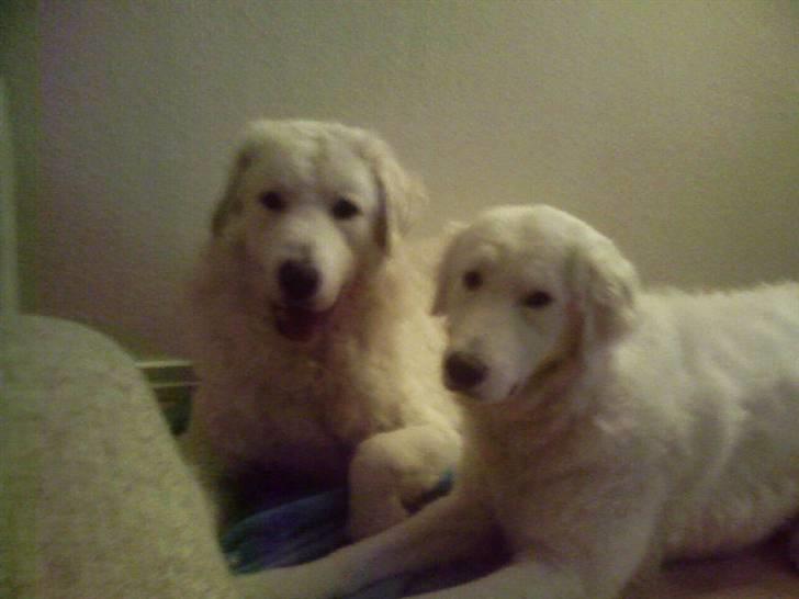 Kuvasz Cimbora Cinkos (Solgt) billede 2