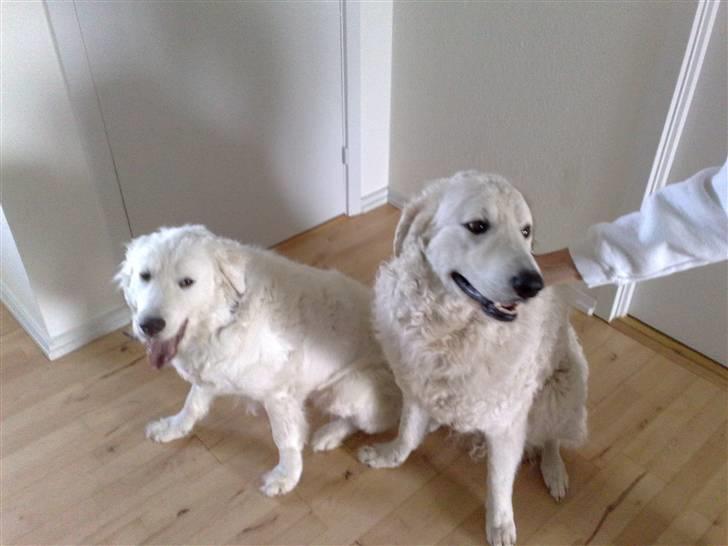 Kuvasz Cimbora Cinkos (Solgt) billede 3