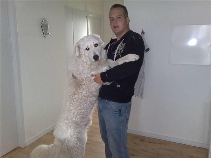 Kuvasz Cimbora Cinkos (Solgt) billede 4